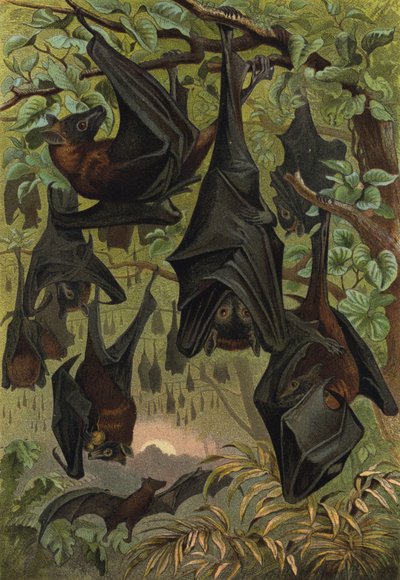 Flying Fox by European School